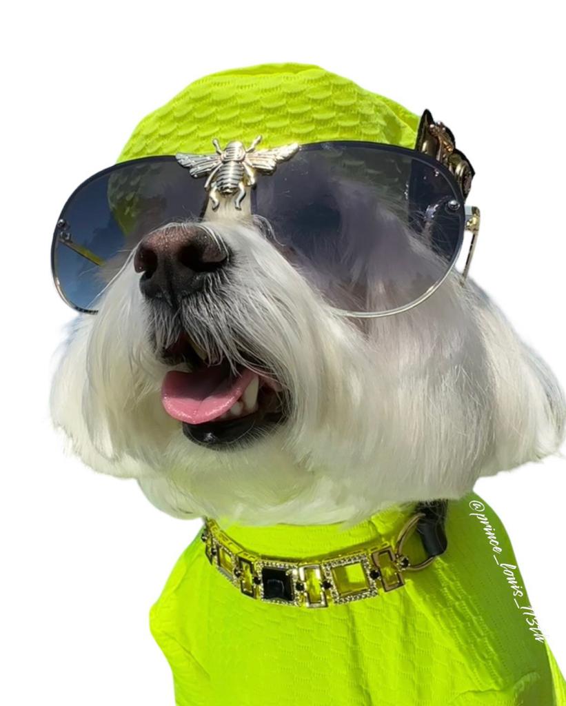 Extra Small Louis Vuitton Dog Collar and Leash - Royal Dog Collars